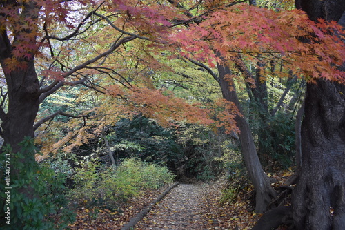 Forest Scene-32
