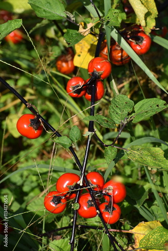 Vegetable Red-11