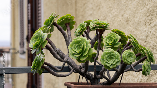 Aeonium arborescens ornamental plant succulent
