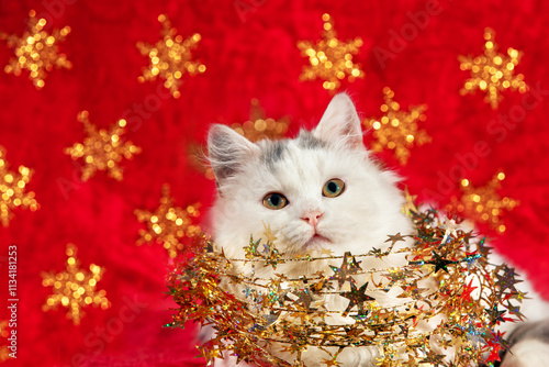 Funny little kitten wrapped in Christmas glitter garland sits on a soft red blanket