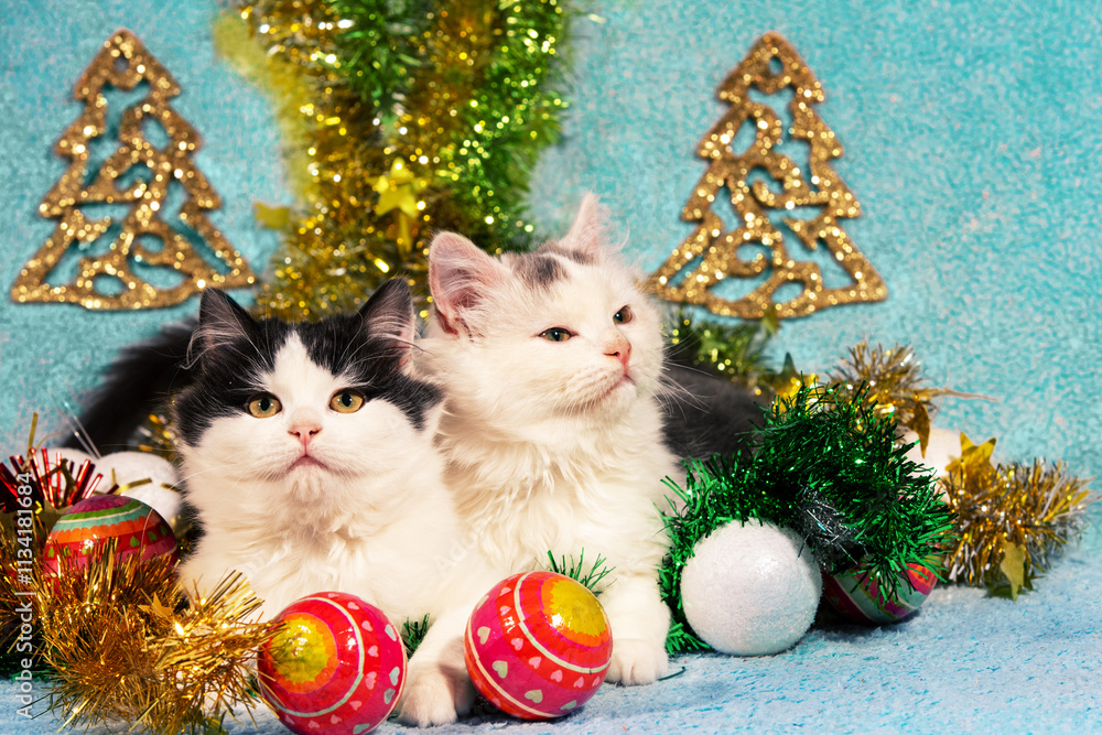Funny little kittens sitting on blue blanket with Christmas decorations