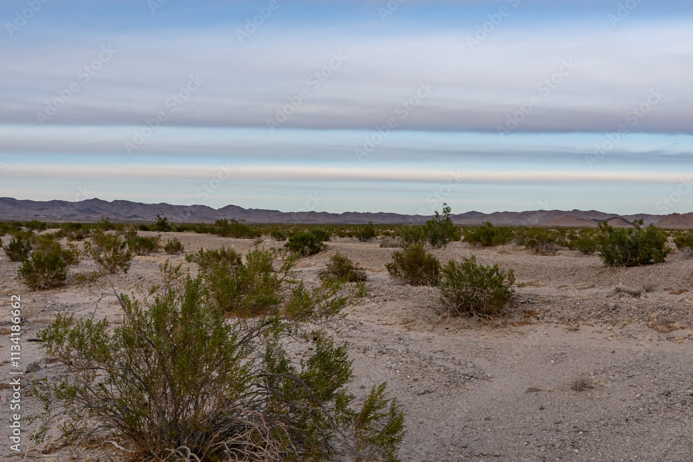 Larrea tridentata. Death Valley Rd, San Bernardino County, California. Mojave Desert / Basin and Range Province. Larrea tridentata. Death Valley Rd, San Bernardino County, California. Mojave Desert / Basin and Range Province.