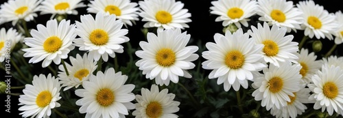 Group of small white chrysanthemum flowers with slightly open buds against a dark black surface, creating a sense of depth and layering, blossom, black, white