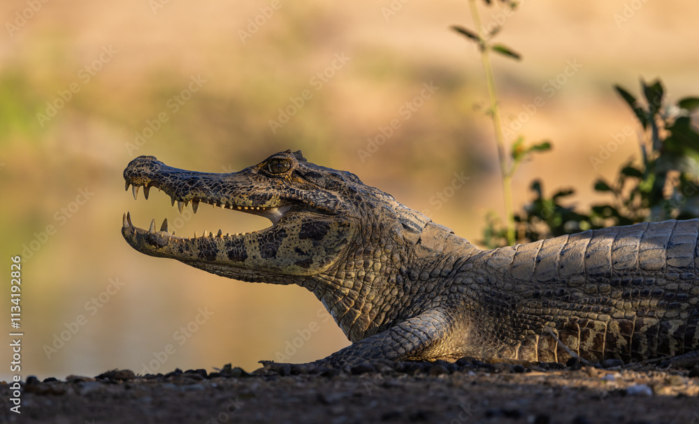 Fototapeta premium Wild caiman waiting for prey overlooking the Pantanal river of Brazil