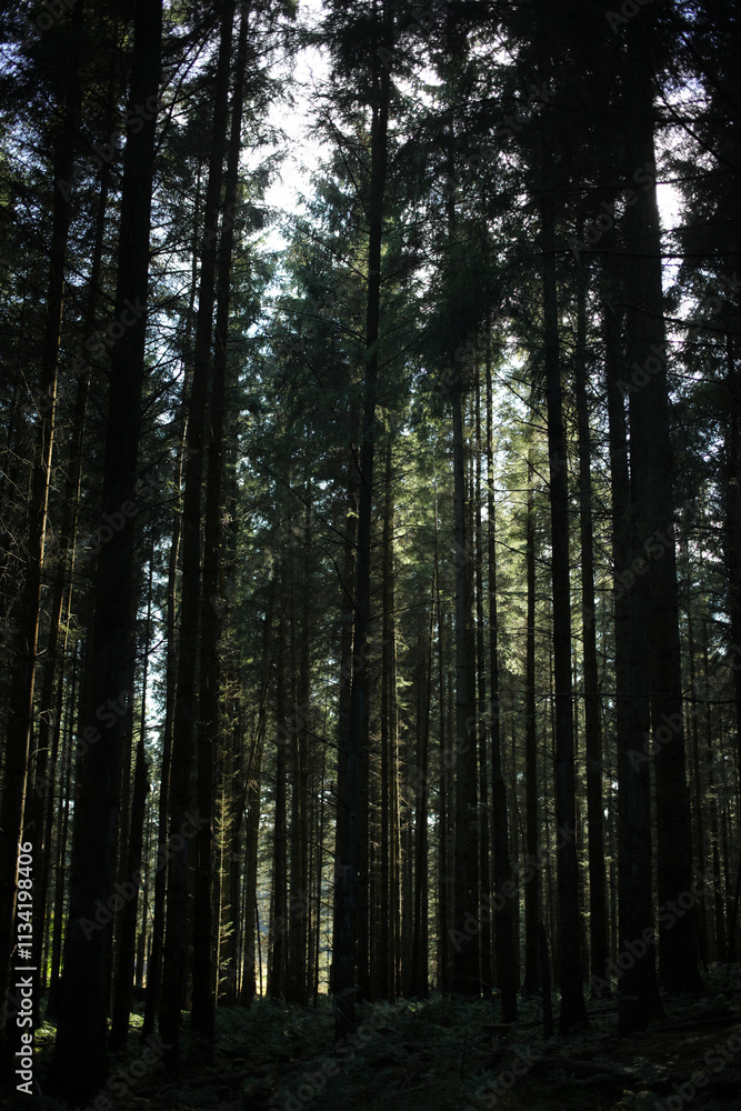 Dense group of scots pines - Kirkhill forest - Aberdeen city - Scotland - UK Dense group of scots pines - Kirkhill forest - Aberdeen city - Scotland - UK