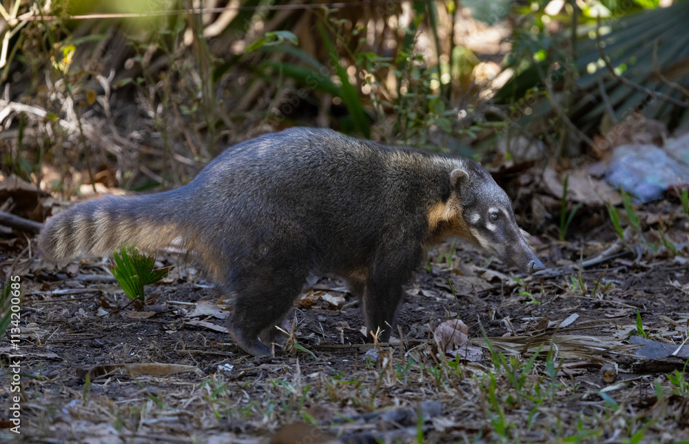 Cute South American Coati roaming around in the Pantanal wetlands of Brazil Cute South American Coati roaming around in the Pantanal wetlands of Brazil