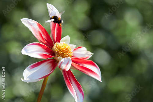 A bumblebee pollinates a bright red and white flower