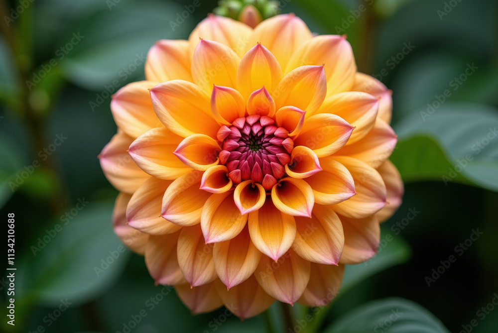 Vibrant Dahlia Flower in Full Bloom Vibrant Dahlia Flower in Full Bloom