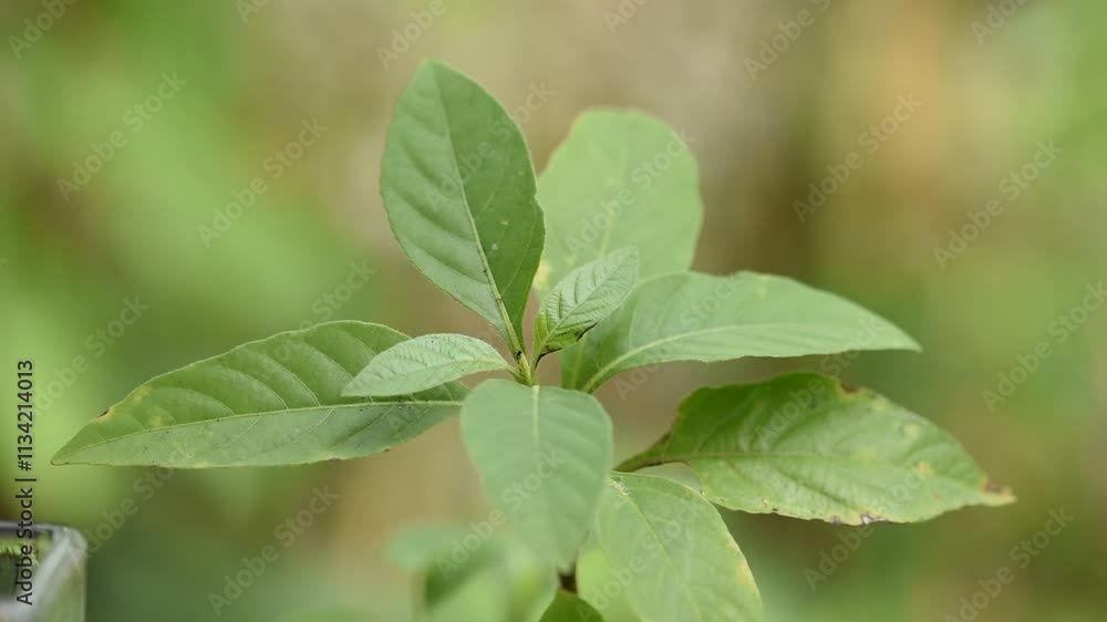 Peristrophe bivalvis branch green leaves or tree on natural background. Peristrophe bivalvis branch green leaves or tree on natural background.