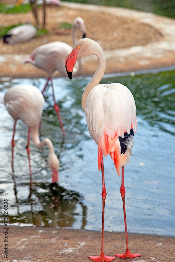 Pink flamingo standing in a pond with vibrant reflections Pink flamingo standing in a pond with vibrant reflections