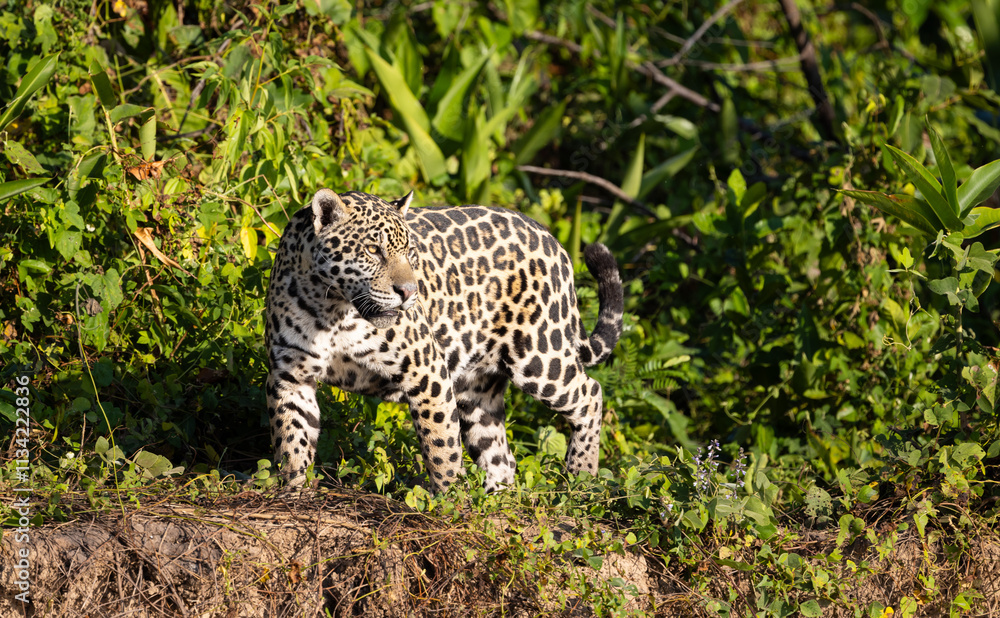 Jaguar observing the river bank hunting for hidden Caiman in the Pantanal wetlands in Brazil Jaguar observing the river bank hunting for hidden Caiman in the Pantanal wetlands in Brazil