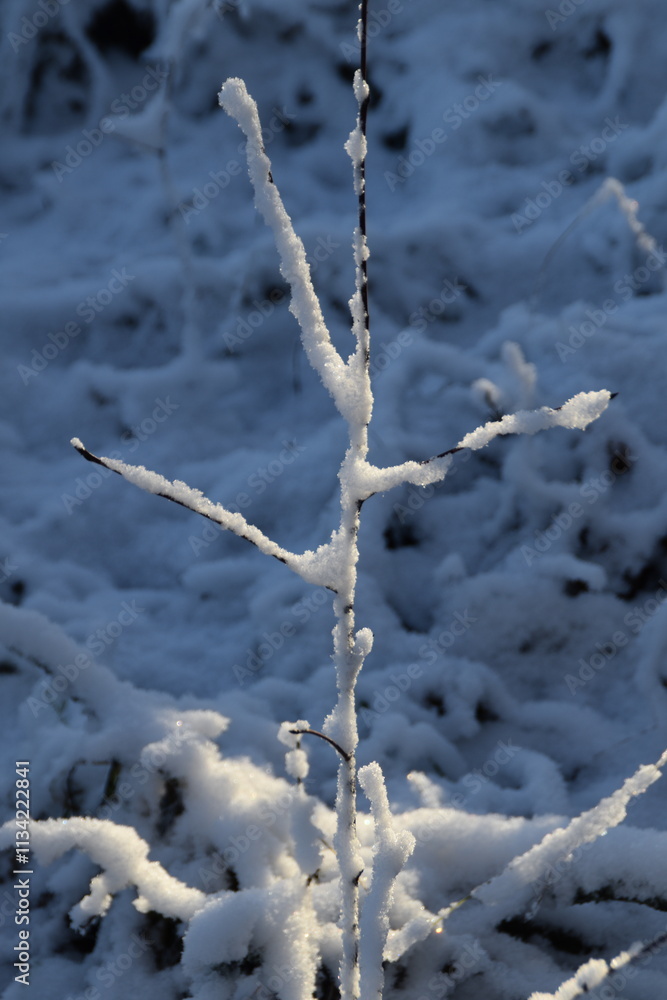 This little tree in nature is covered with snow in sunny winter day. This little tree in nature is covered with snow in sunny winter day.