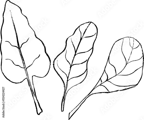 sketch of leaves, doodle of leaves