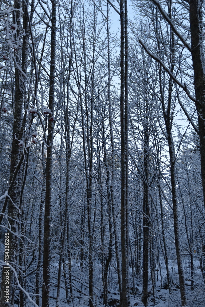 Fototapeta premium This is a forest view in sunny winter day. Trees are covered with snow.