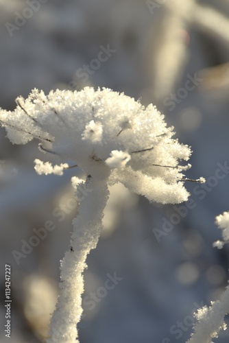 This plant in nature is covered with snow in sunny winter day. photo