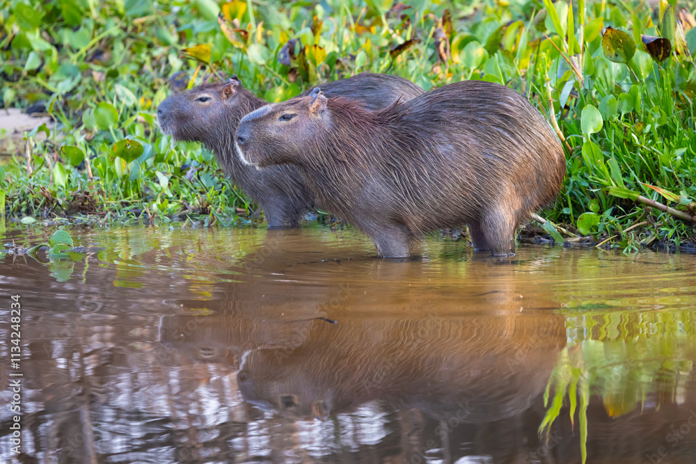 Two alert Capybara with reflection in the river observing the Pantanal wetlands in Brazil Two alert Capybara with reflection in the river observing the Pantanal wetlands in Brazil