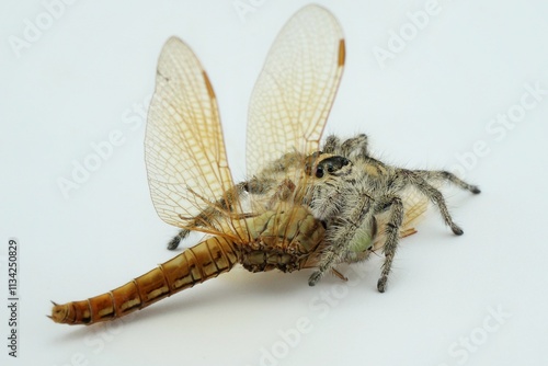 Potrait eating Hyllus diardi jumping spider with dragonfly photo