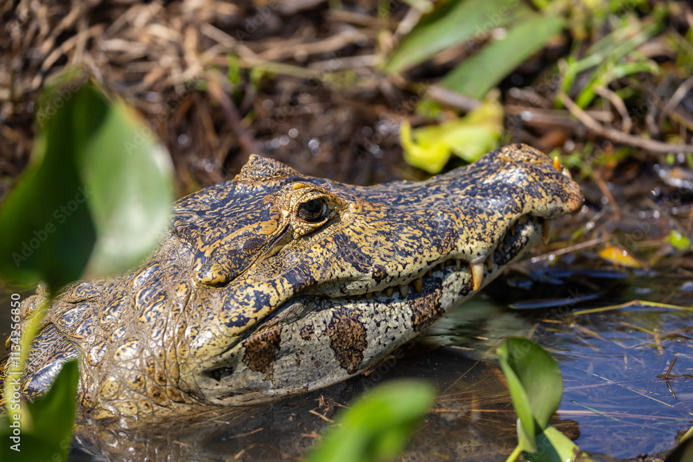 Wild Caiman in the Pantanal river in Brazil waiting for some prey Wild Caiman in the Pantanal river in Brazil waiting for some prey