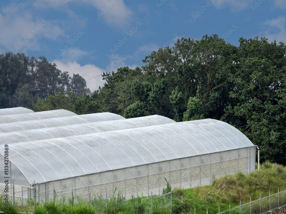 Greenhouse for strawberry farming in Malang, Indonesia. vegetable growing techniques using greenhouses in the field. Strawberry plantation. Greenhouse for strawberry farming in Malang, Indonesia. vegetable growing techniques using greenhouses in the field. Strawberry plantation.