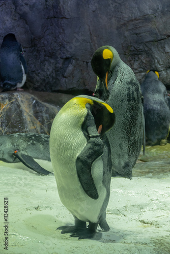 Penguin in the Osaka Aquarium Kaiyukan, Japan