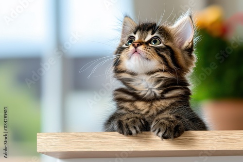 Playful kitten gazes upward with curious eyes and fluffy fur photo