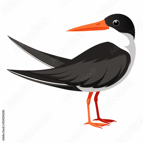 Black Skimmer ,white background