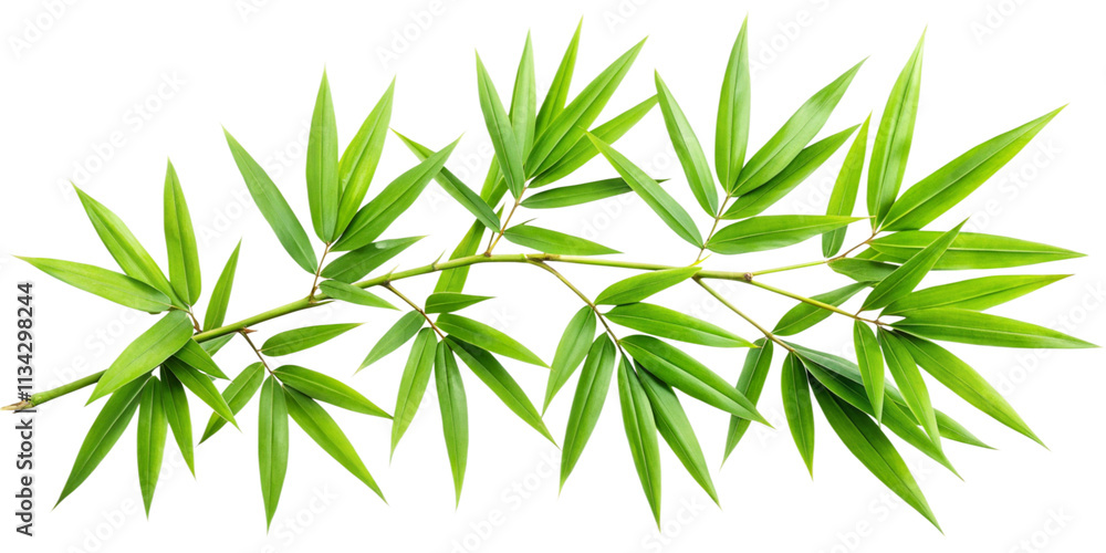 Obraz premium Bamboo Branch with Overlapping Green Leaves, Transparent Background. Perfect for: Lunar New Year, China, Zen gardens