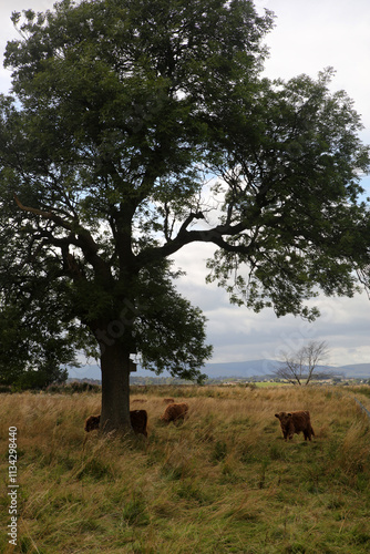 Highland cows in a field - Loch Leven Heritage Trail - vane farm - Perth and Kinross - Scotland - UK photo