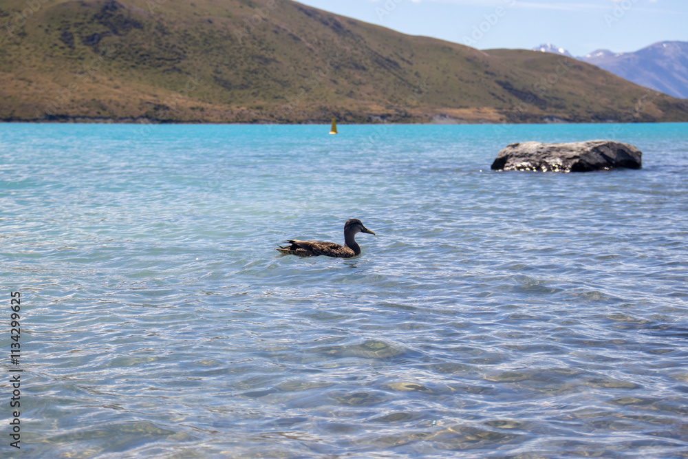 Fototapeta premium ducks in the lake in summer new zealand