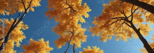 Vibrant orange and yellow maples against a deep blue sky, background, orange