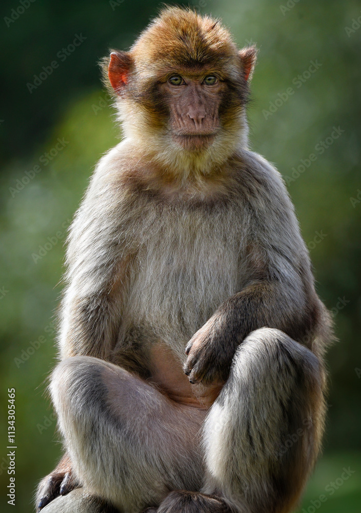 A close up of a juvenile Barbary Macaque (Barbary Ape) A close up of a juvenile Barbary Macaque (Barbary Ape)