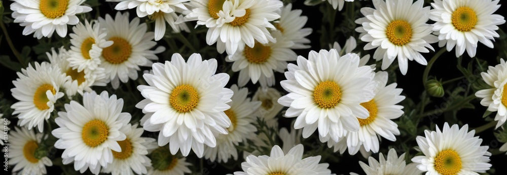 Group of small white chrysanthemum flowers with slightly open buds against a dark black surface, creating a sense of depth and layering, group, white Group of small white chrysanthemum flowers with slightly open buds against a dark black surface, creating a sense of depth and layering, group, white