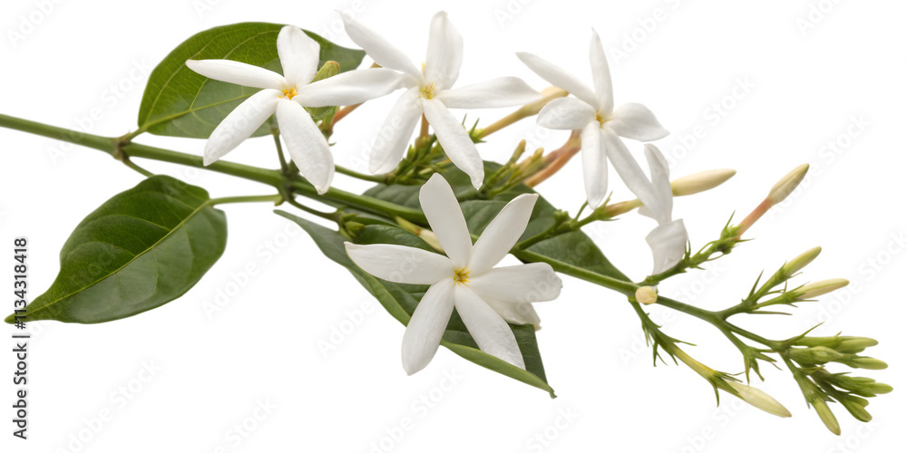 Jasmine Branch with Star-Shaped White Flowers, Transparent Background. Perfect for: Weddings, gardens, summer events Jasmine Branch with Star-Shaped White Flowers, Transparent Background. Perfect for: Weddings, gardens, summer events