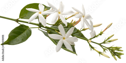 Fototapeta Naklejka Na Ścianę i Meble -  Jasmine Branch with Star-Shaped White Flowers, Transparent Background. Perfect for: Weddings, gardens, summer events