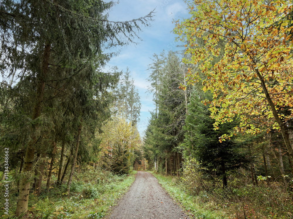 Fototapeta premium Bondorf in Baden-Württemberg. Bernloch wald. Haitinger weg zwischen Mischwald mit Laub- und Nadelbäumen