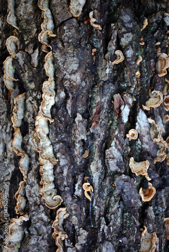 Fungus on decayed log - Forest near Gambaiseuil - Yvelines - France photo