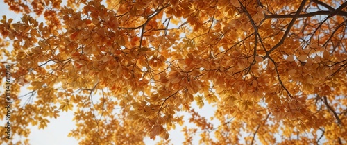 Bradford Pear tree leaves turning golden red with orange undertones in autumnal foliage, , pear tree leaves photo