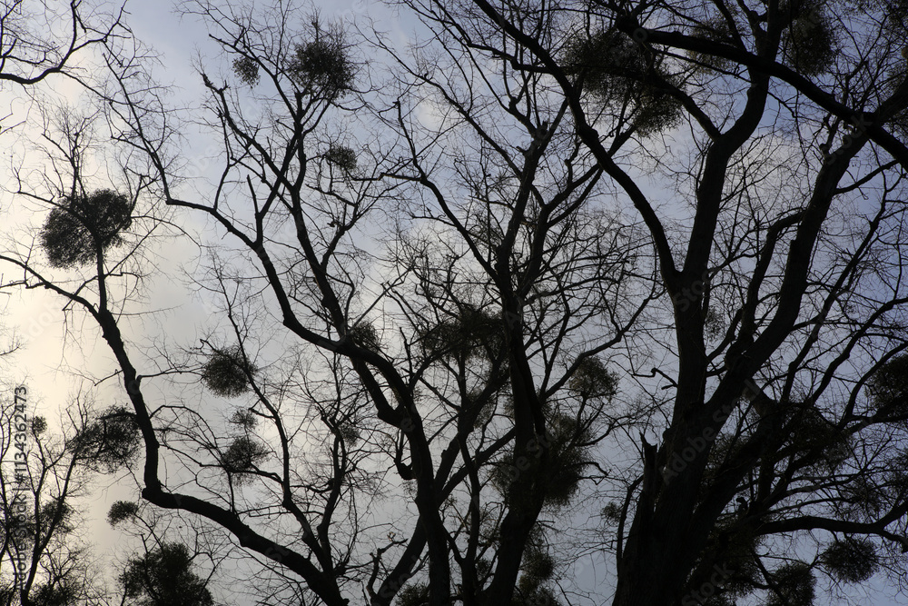 Silhouete of trees with misletoes - Viscum album - European mistletoe - Common mistletoe - Mistle - Santalaceae Silhouete of trees with misletoes - Viscum album - European mistletoe - Common mistletoe - Mistle - Santalaceae