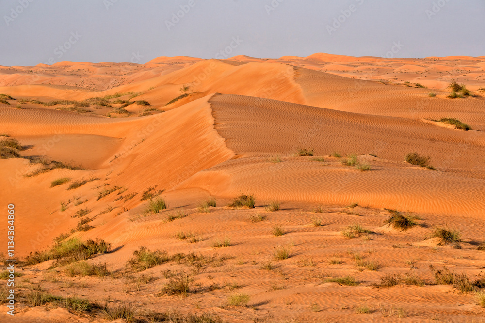 Fototapeta premium Sandy desert Wahiba in Oman, Near East