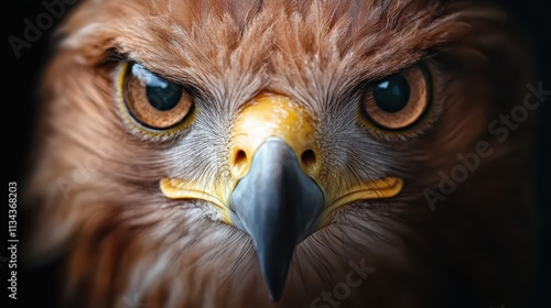 Powerful imagery of a majestic eagle focusing intently, embodying keen sight and survival instincts, illustrating the apex of natural adaptation with sharp clarity. photo