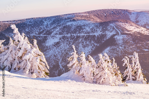 Obraz na płótnie Eastern Sudetes winter landscape, view of the mountain range from a mountain hiking trail during a winter hike, snow-covered trees on the slope of Snieznik Mountain. w salonie