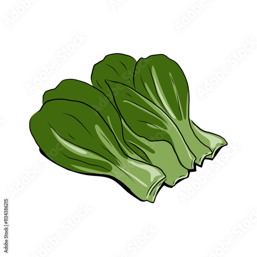 Isolated BOK CHOY vegetables vector hand drawing illustration. Green leaves and whole part of bok choy,pak choi or pok choi Chinese cabbage. Hight fiber food, hot pot ingredients. Asian popular veggie