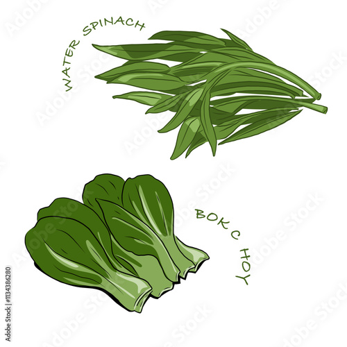 Isolated BOK CHOY and water spinach,vegetables vector hand drawing illustration,Green leaves and whole part of bok choy and water spinach Chinese cabbage.Hight fiber food, hot pot ingredients.