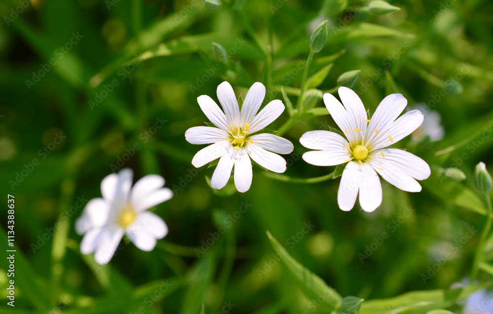 a bunch of white flowers with a yellow center in the green background stellaria flower a bunch of white flowers with a yellow center in the green background stellaria flower