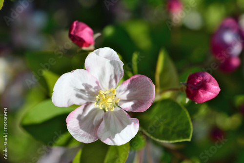 a pink apple tree flower with some buds and green leaves macro top view 