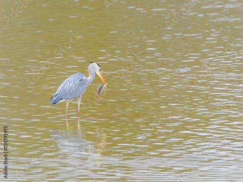 Grey Heron with Fish