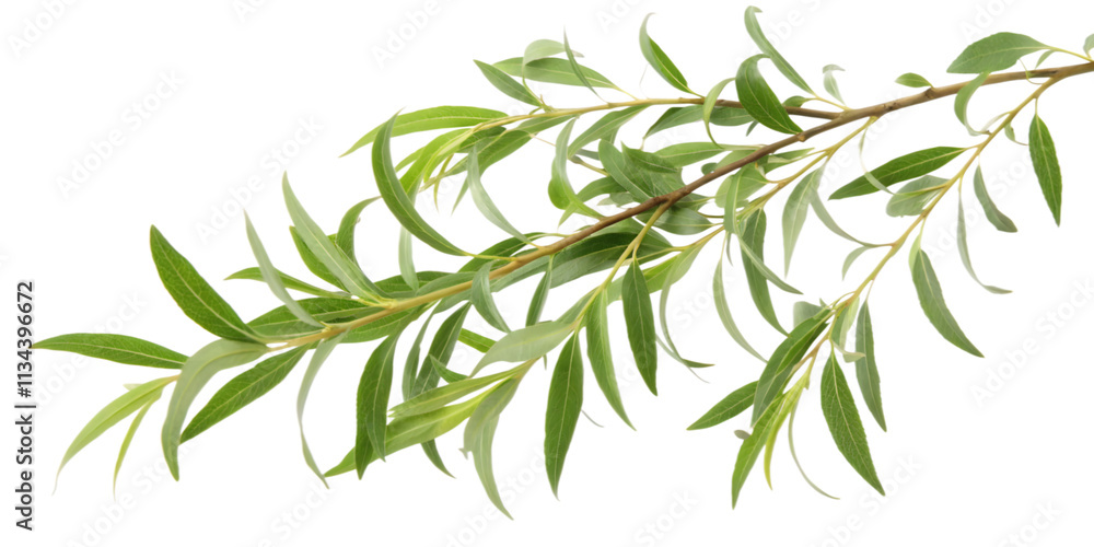 Willow Branch with Delicate Green Leaves, Transparent Background. Perfect for: Spring Festival, Japan, calming themes Willow Branch with Delicate Green Leaves, Transparent Background. Perfect for: Spring Festival, Japan, calming themes