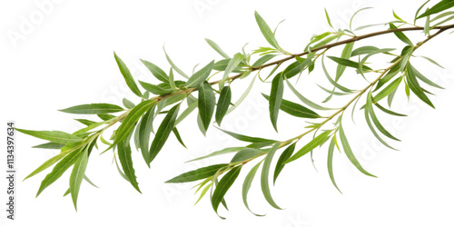 Willow Branch with Delicate Green Leaves, Transparent Background. Perfect for: Spring Festival, Japan, calming themes