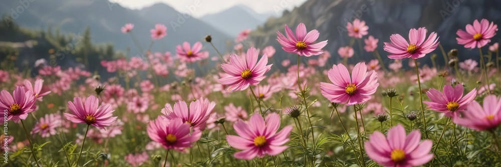 Pink Cosmos flowers swaying in the morning breeze , grass, soft, petals Pink Cosmos flowers swaying in the morning breeze , grass, soft, petals