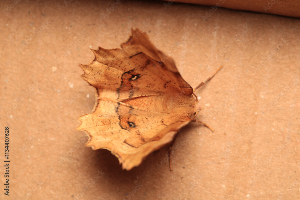 cyclophora moth insect macro photo cyclophora moth insect macro photo